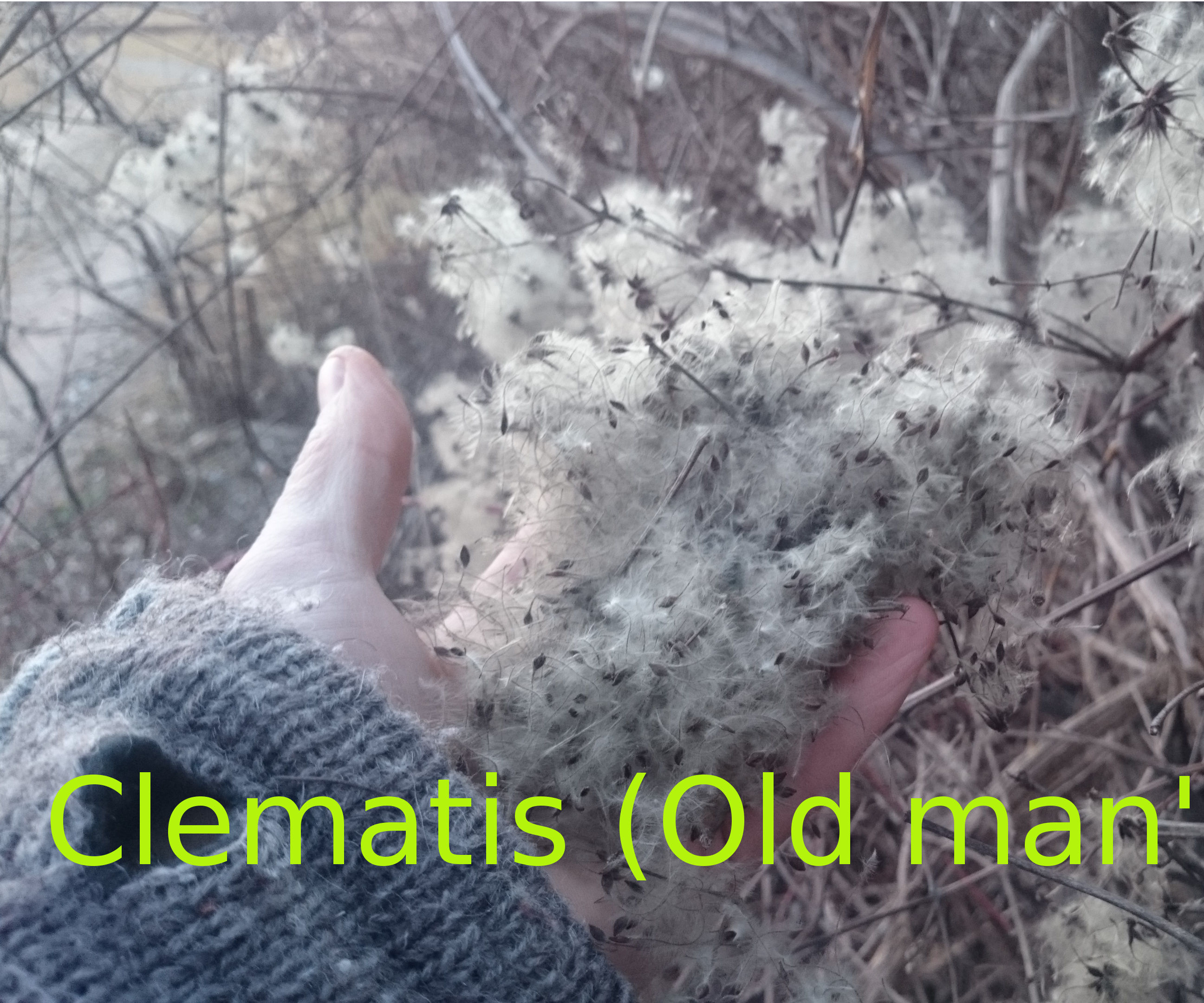 Best/Worst Tinder for Firestarting: #1 Clematis