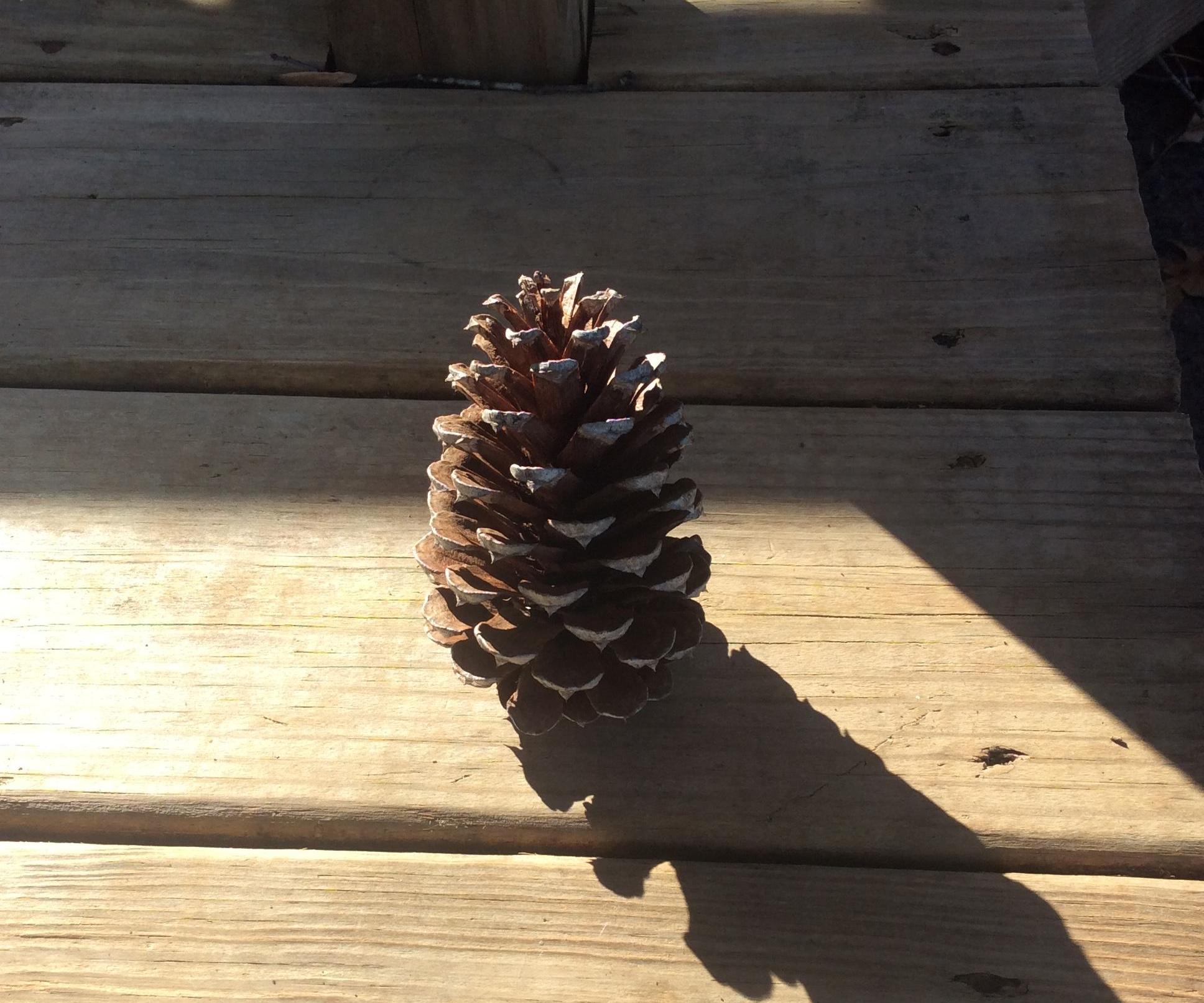 Super Easy Bird Feeders