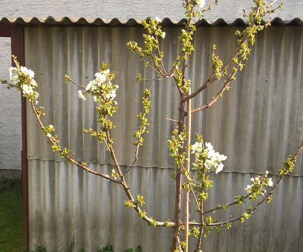 Keeping ants (and lice) out of your tree