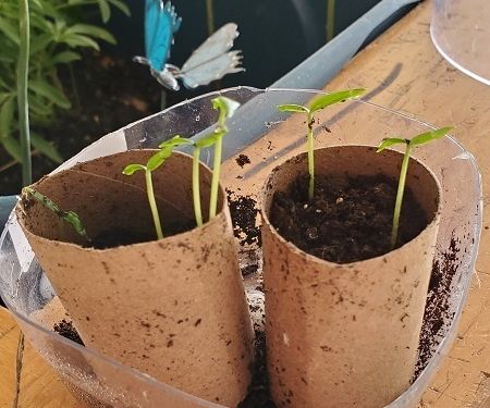 How to Grow a Bell Pepper