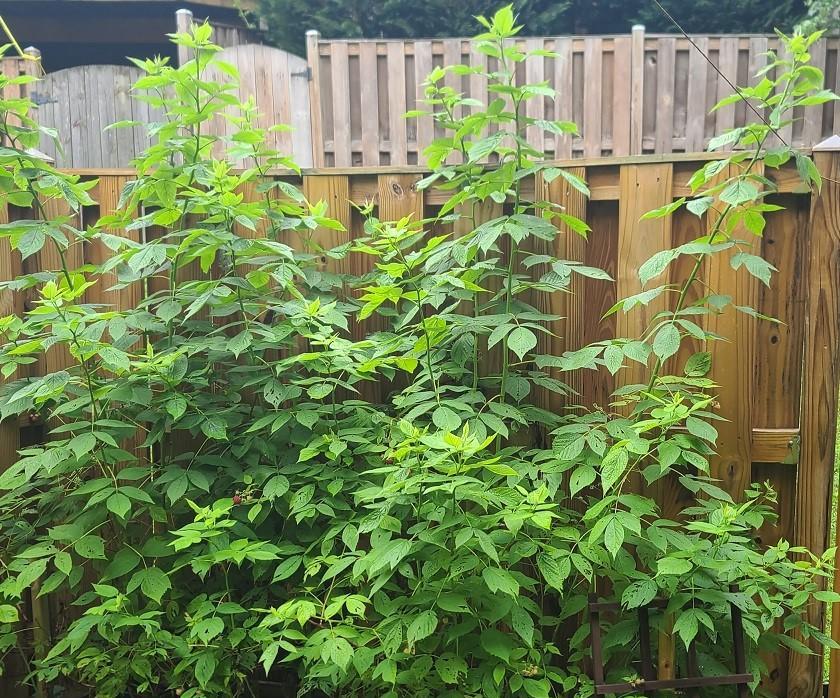 Raspberry & Blackberry Propogation