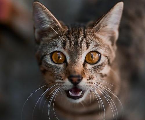 How to Train a Cat, for Beginners