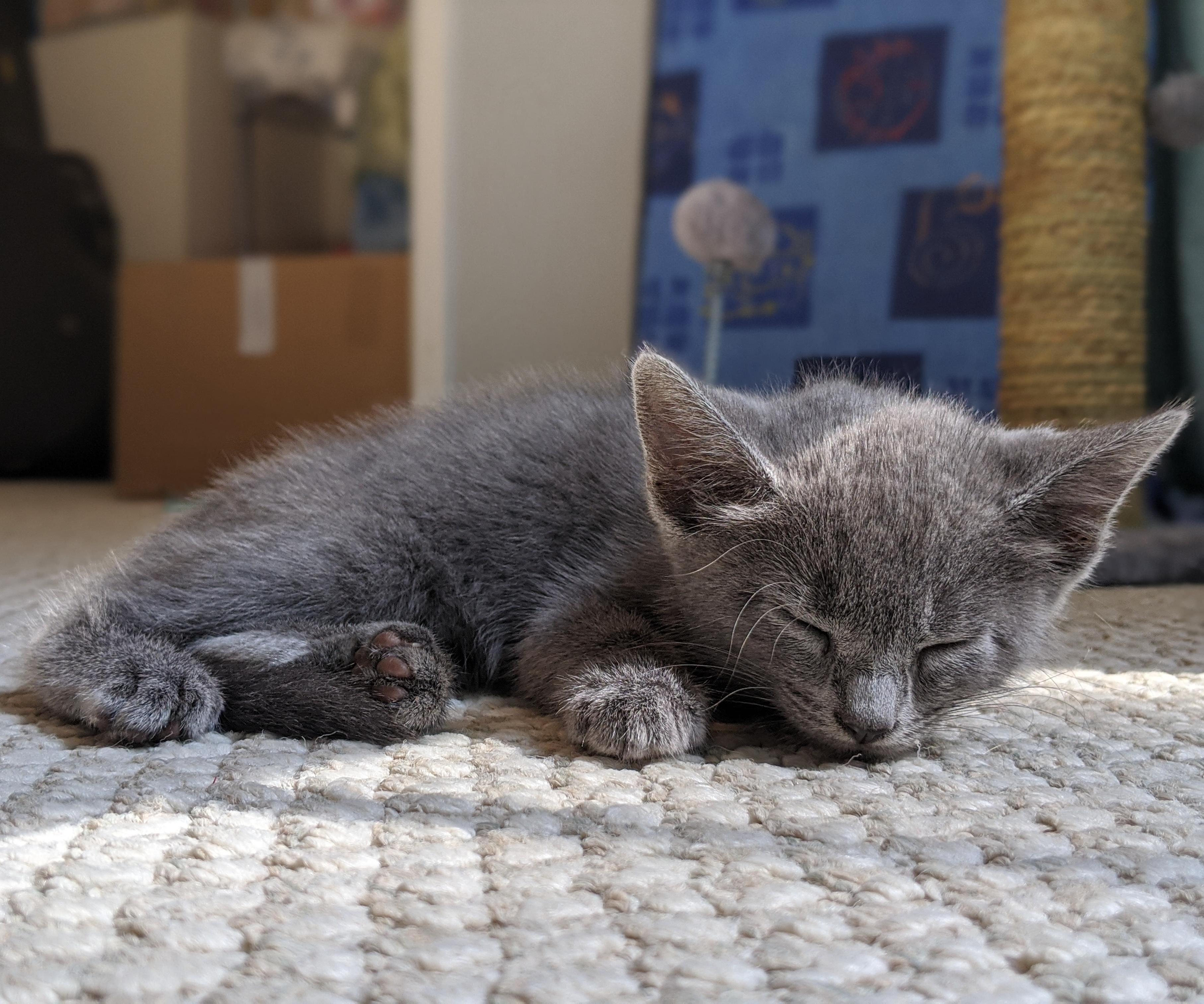 How to Make a Cat Sleep in Their Bed Instead of Yours