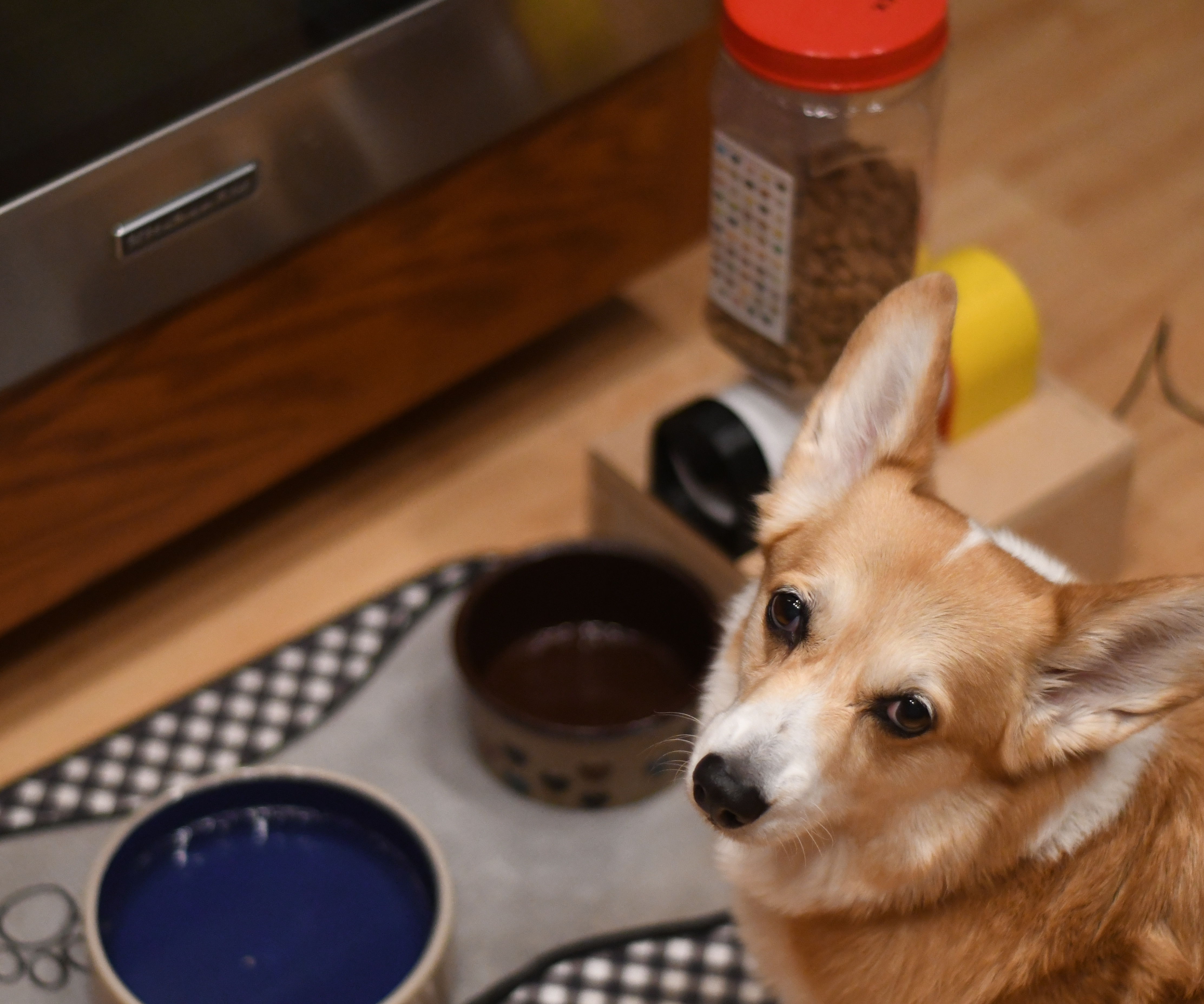 Automated Pet Feeder