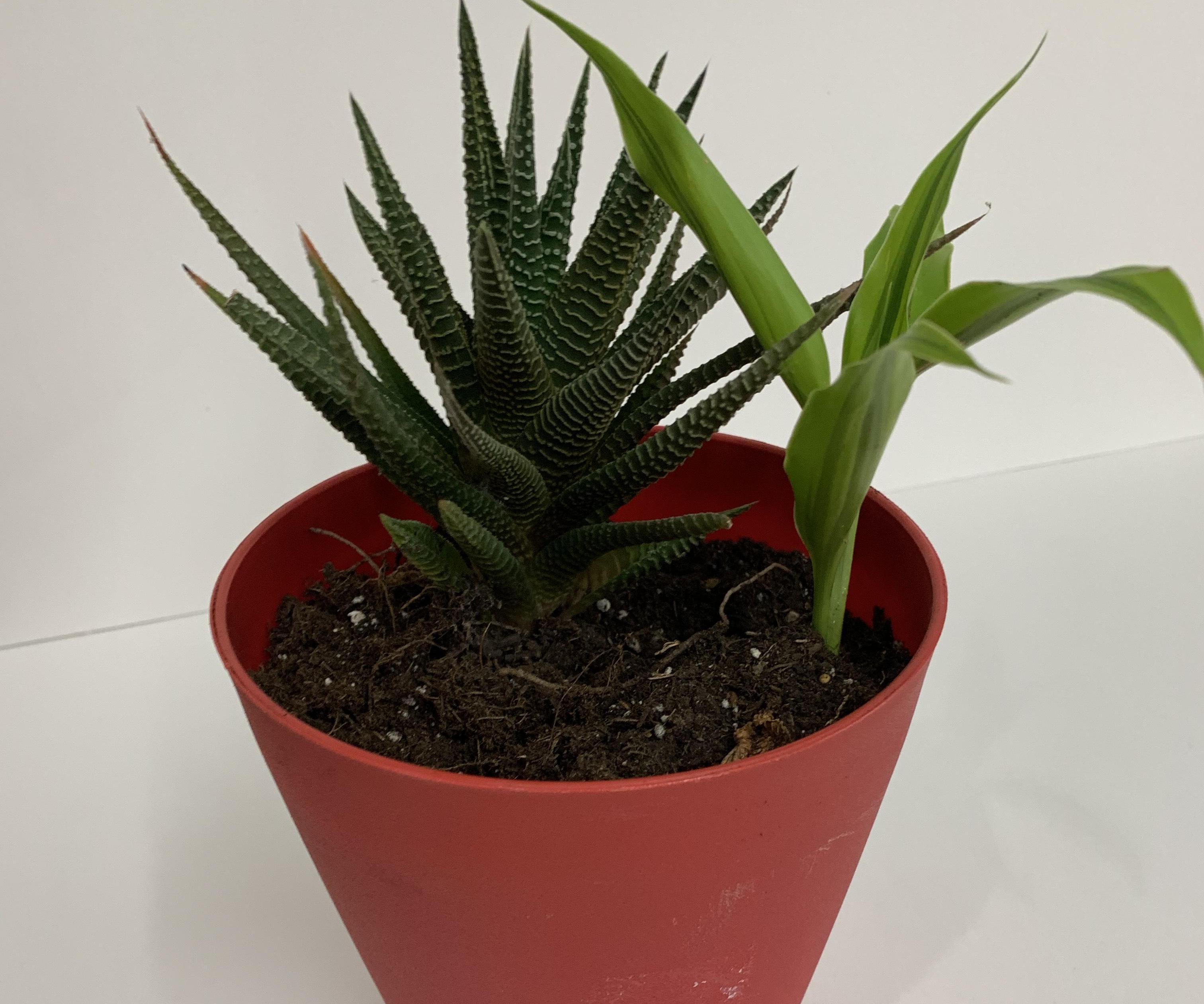 How to Make a Secret Plant Hiding Spot