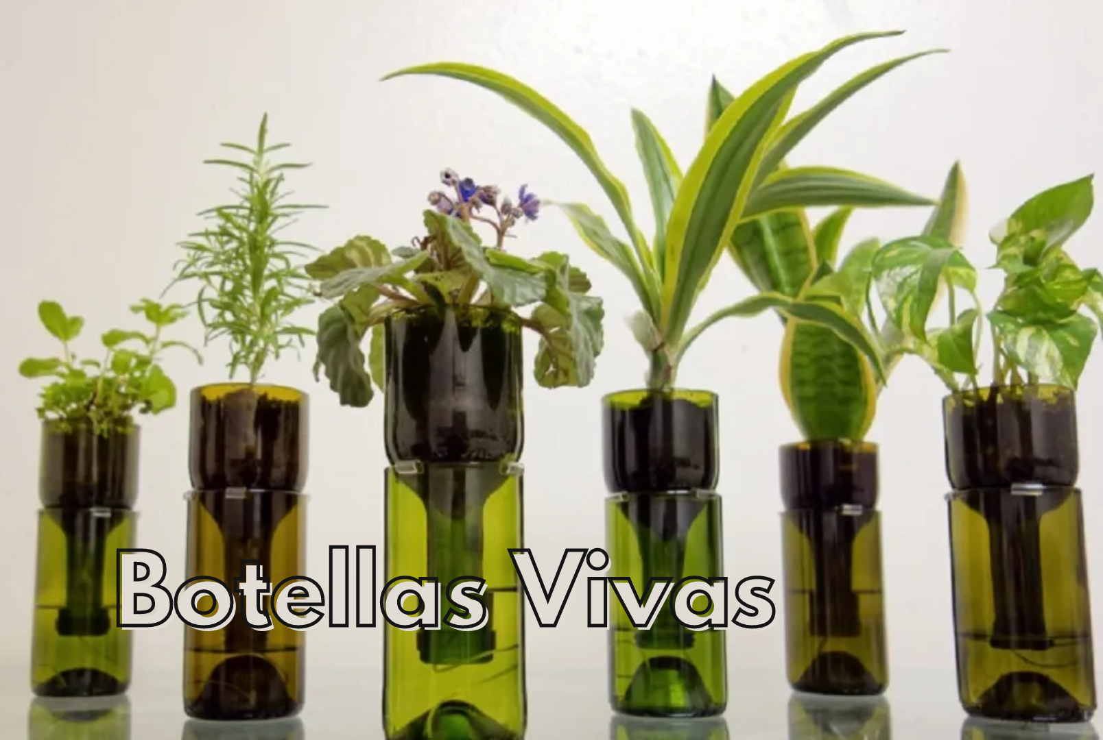 BOTELLAS VIVAS