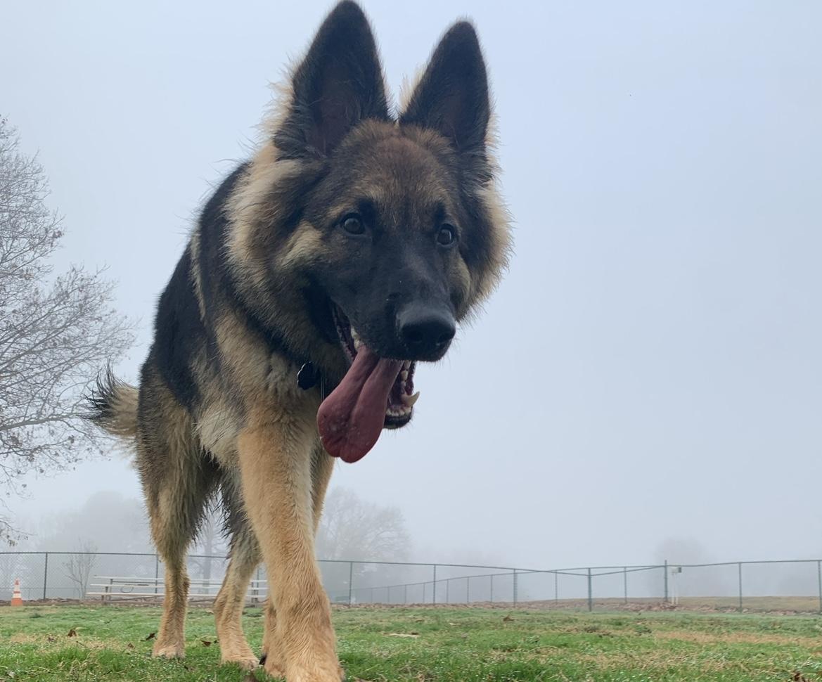 How to Set a VERY Reliable Recall With Your Dog