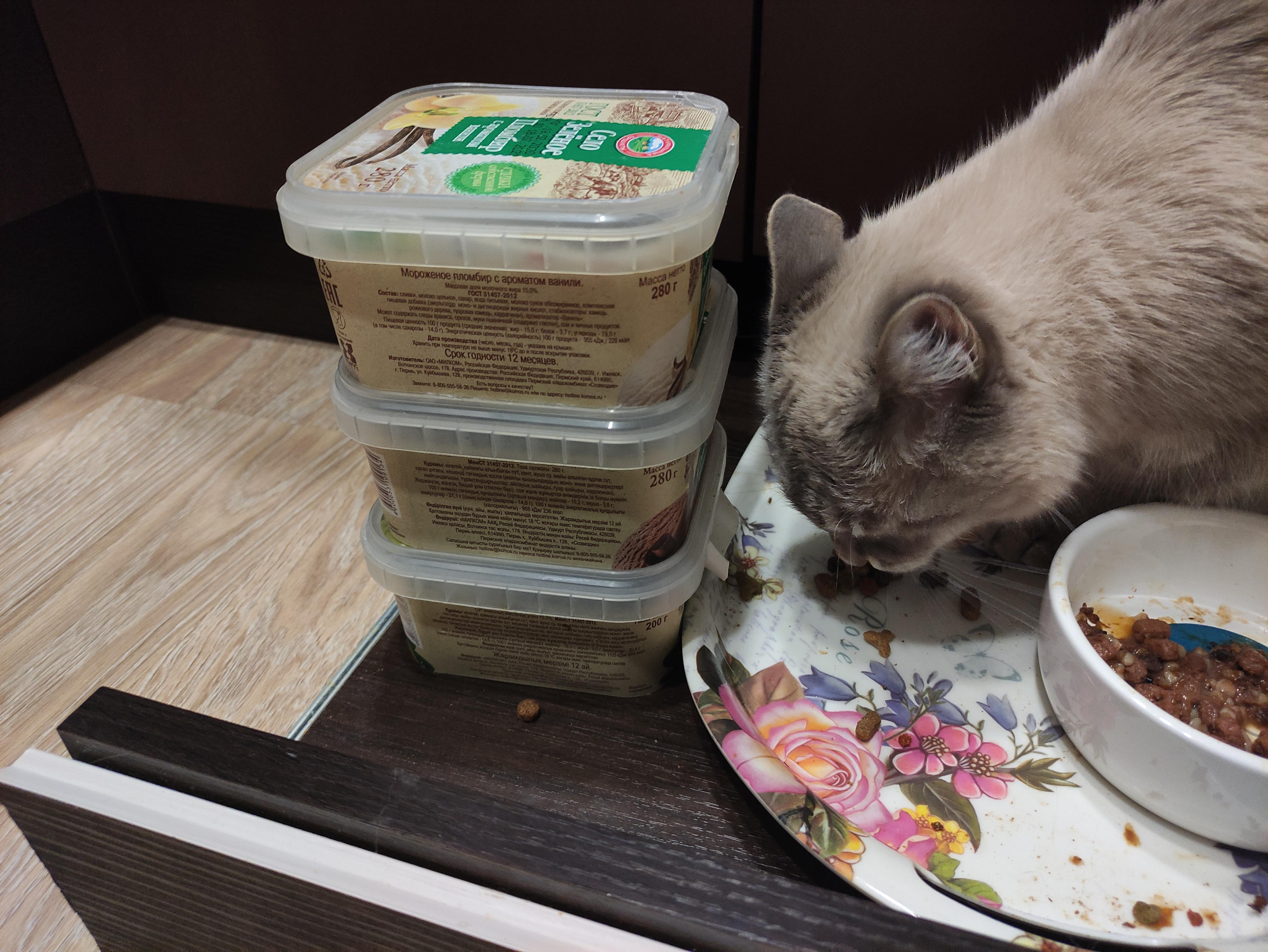 Кормушка Для Кота С Wi-Fi И Управлением Из Любой Точки Мира