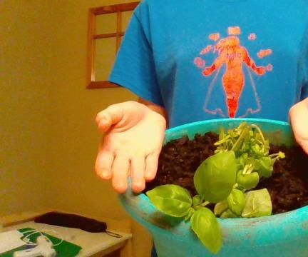 How to Pot a Plant That Already Has Roots