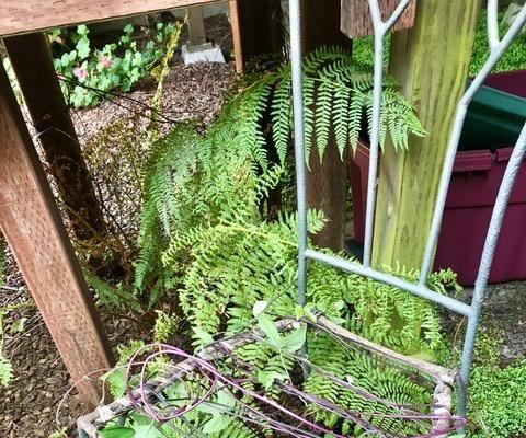 Chair Trellis for Climbing Vines