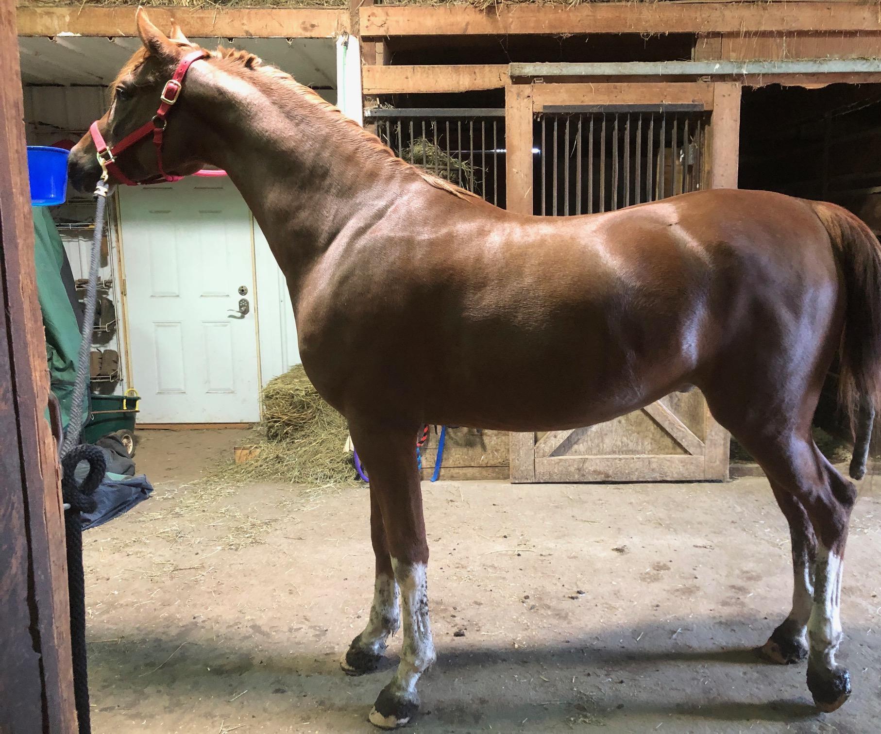 Tacking Up a Dressage Horse