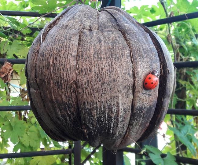A Ladybird's Home from Coconut Husk