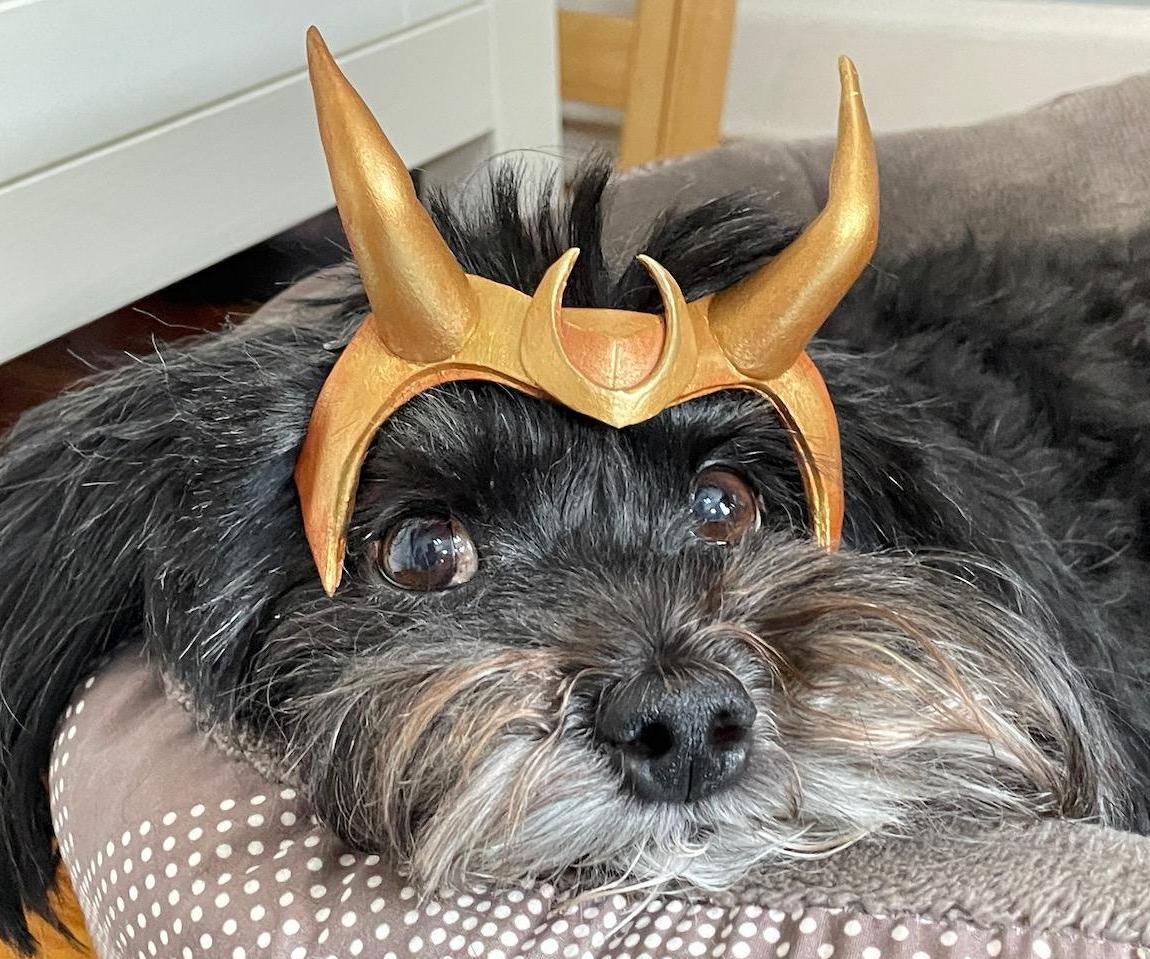 Loki Variant Cosplay - for Pets!