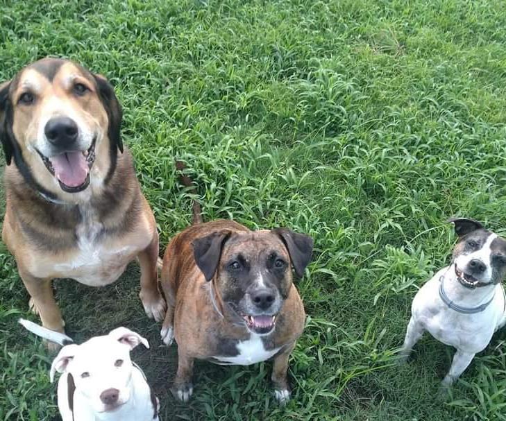 How to Train Your Dog to Sit _ Luring Method