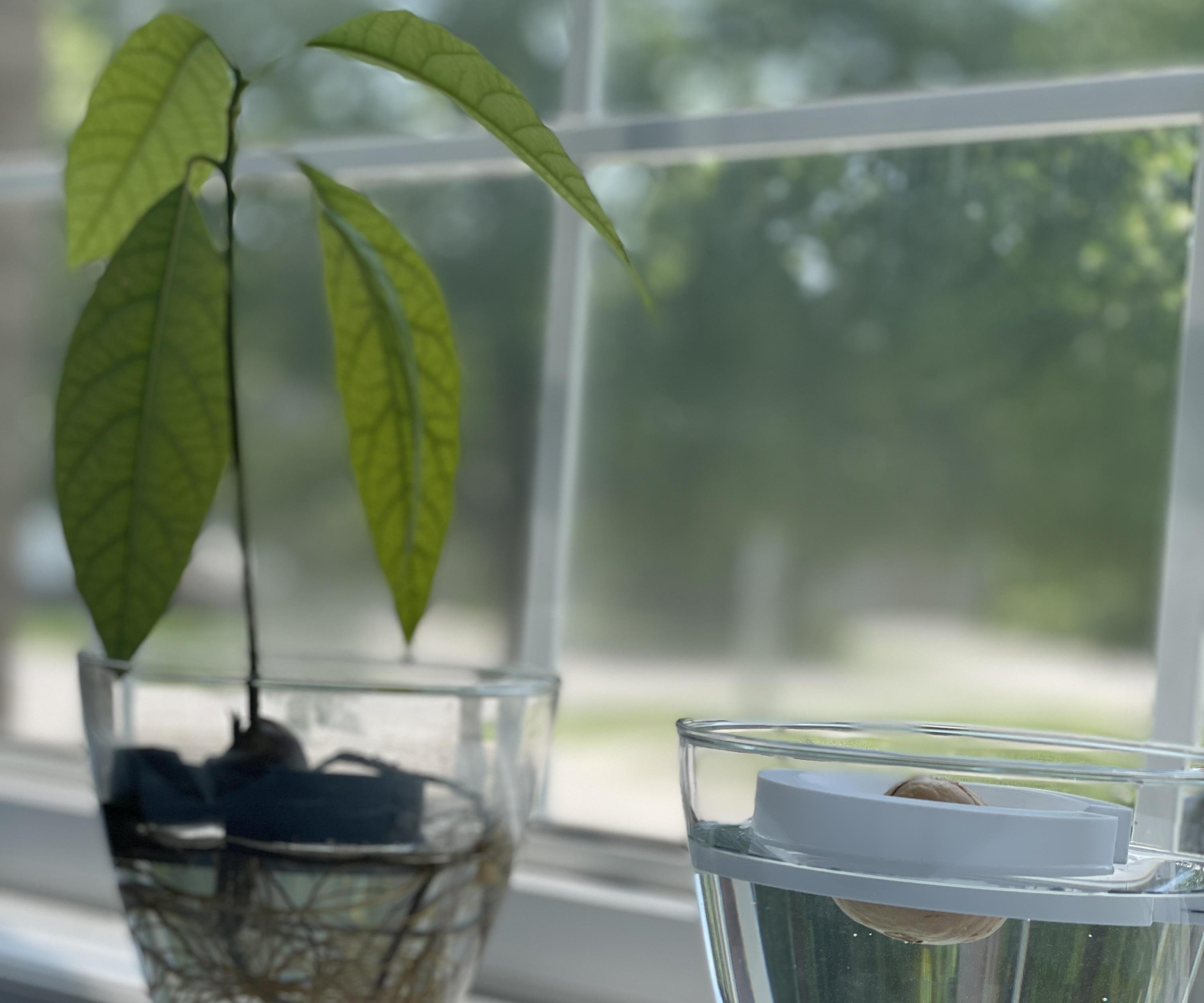 3D Printable Avocado Float to Grow Avocado Trees
