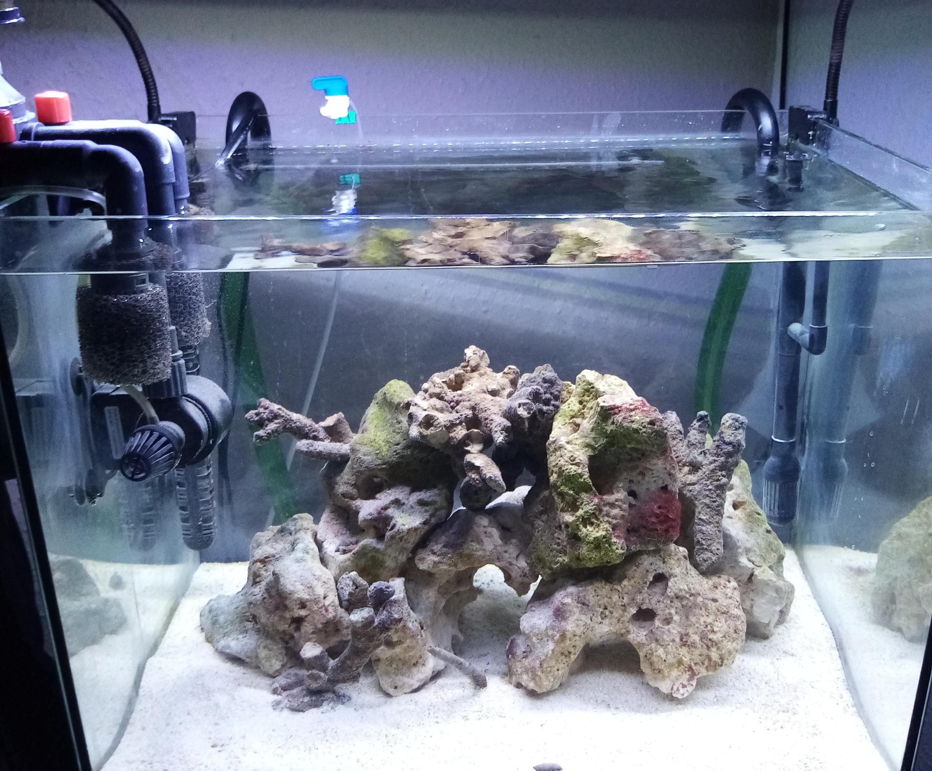 Doser for Salt Water Marine Tank 