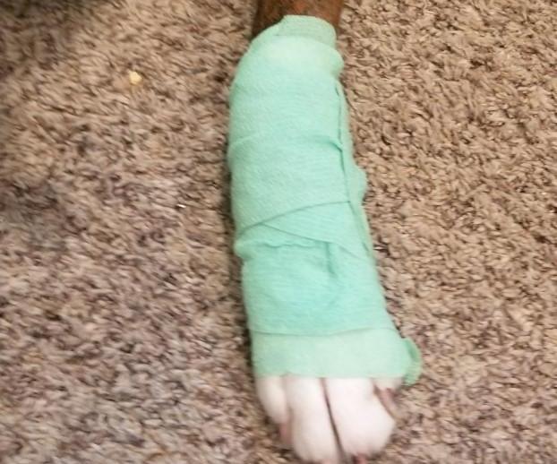 How to bandage your dog's leg