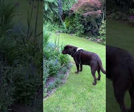 How to Make a Light for Your Furry Friends So They Are Safe in the Dark With a Circuit Playground Express