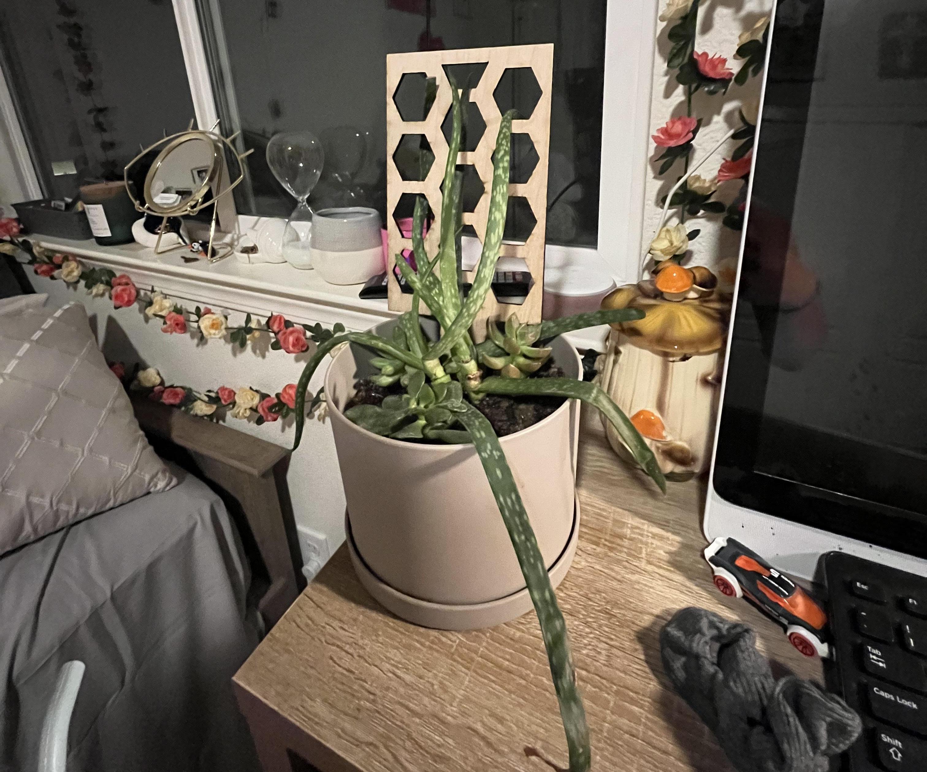 Mini Cactus/Aloe Vera Plant Trestle