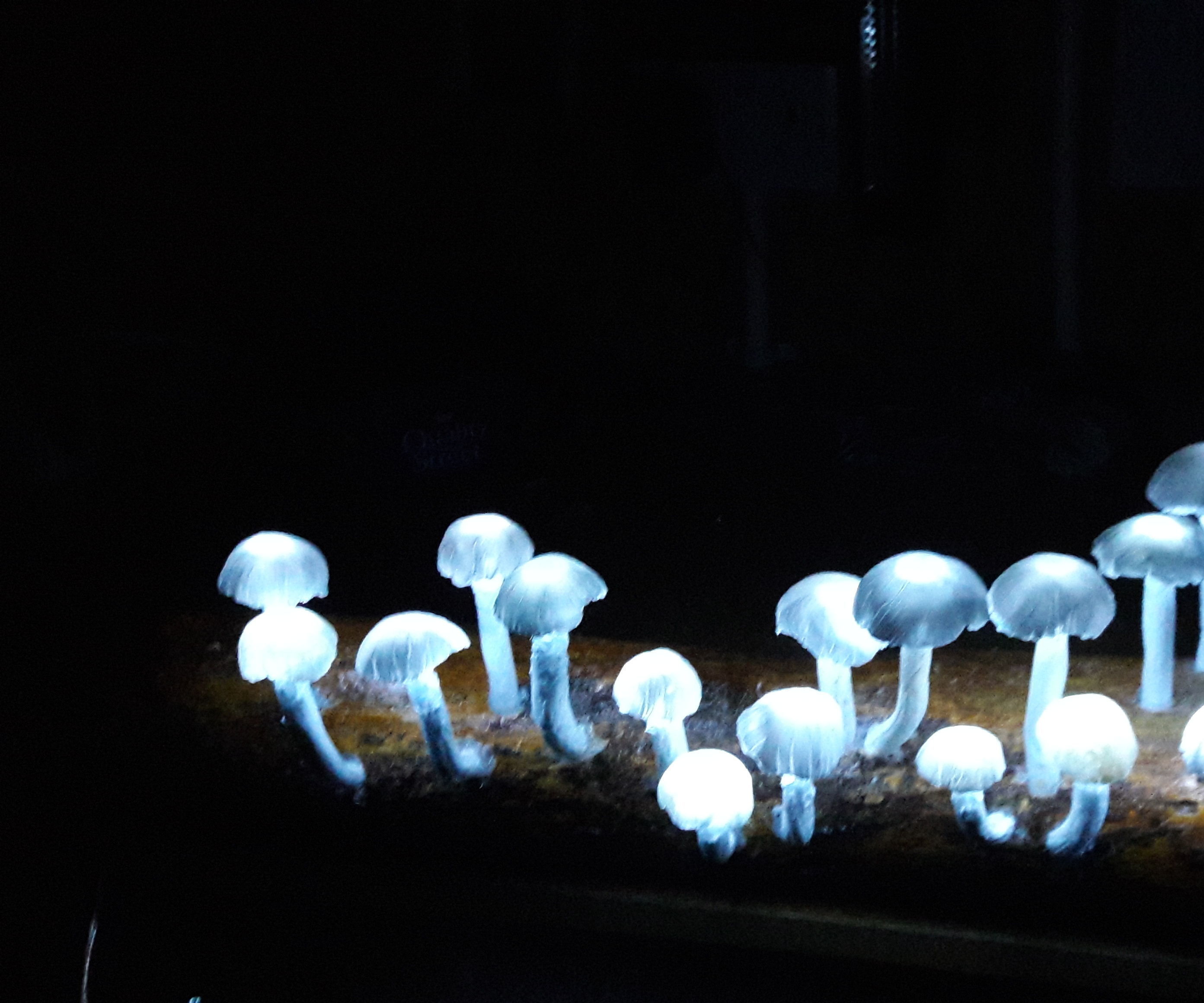 Solar LED Mushrooms