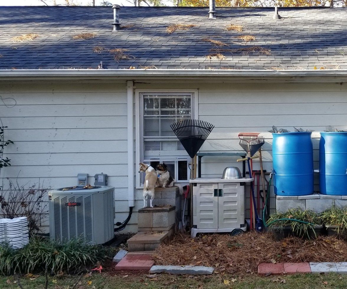 Nomad Dog Door and Doggie Gym