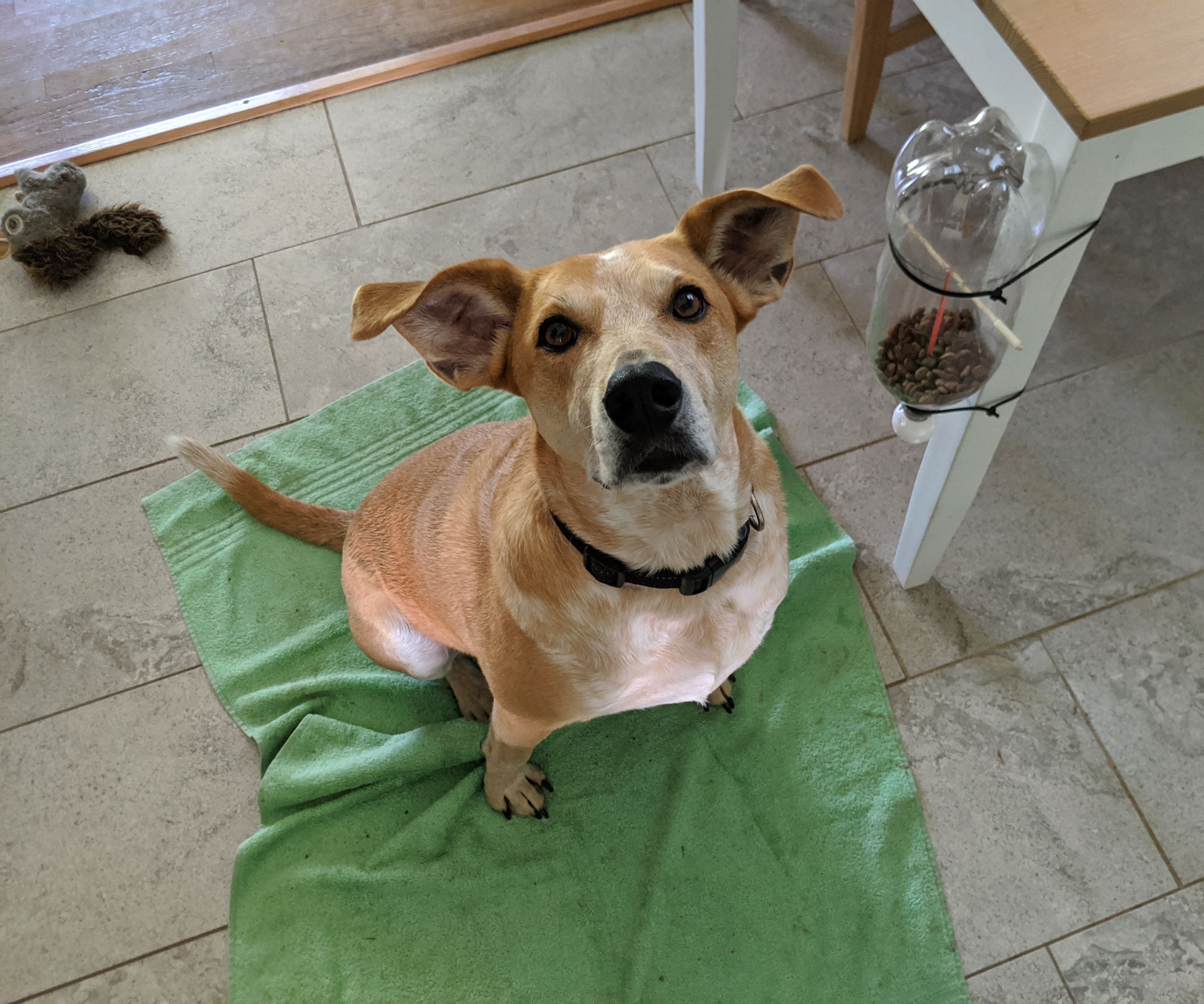 Simple Pet Treat Dispensing Toy