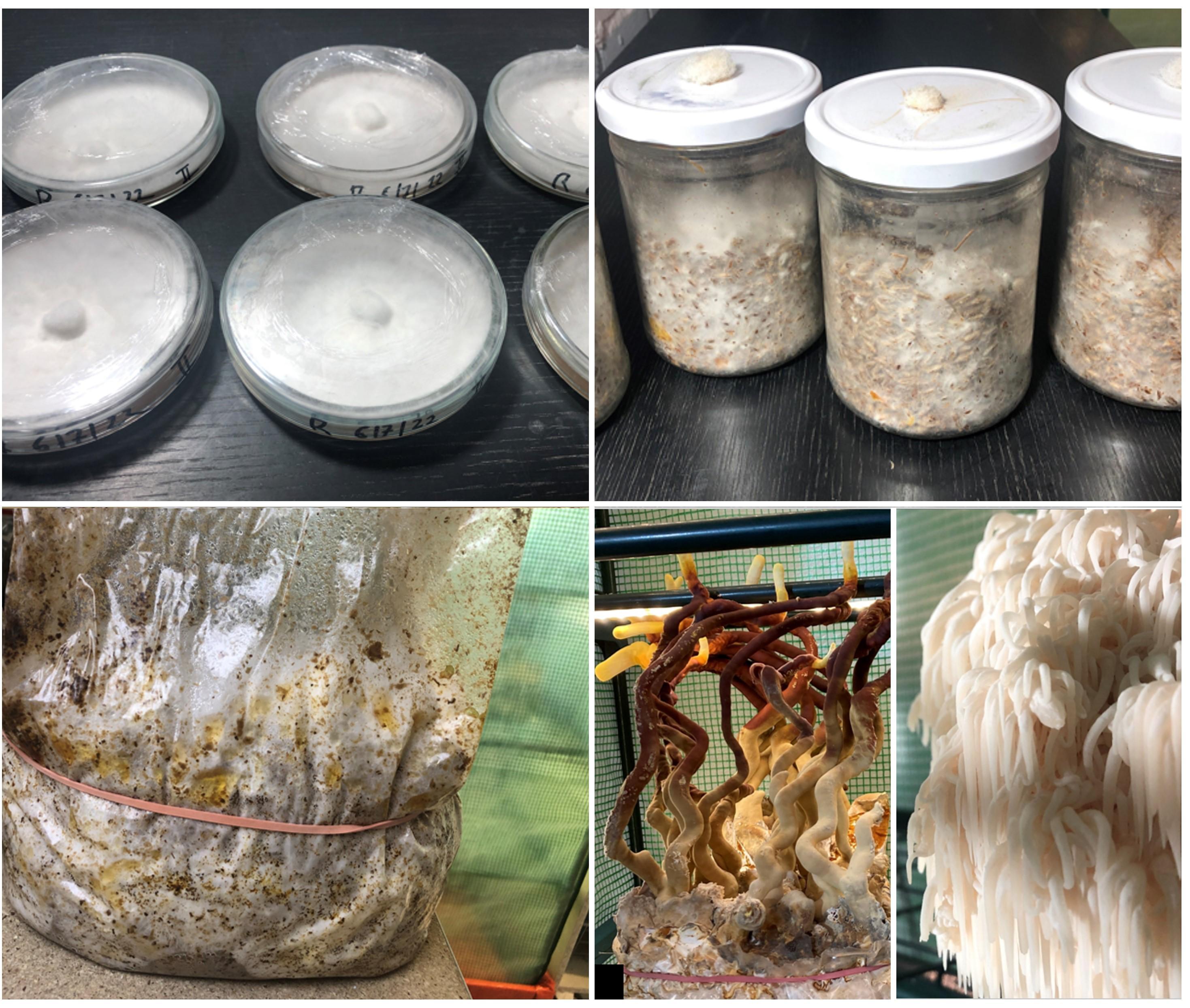 Growing Mushrooms Indoors - Every Step Explained With a Video