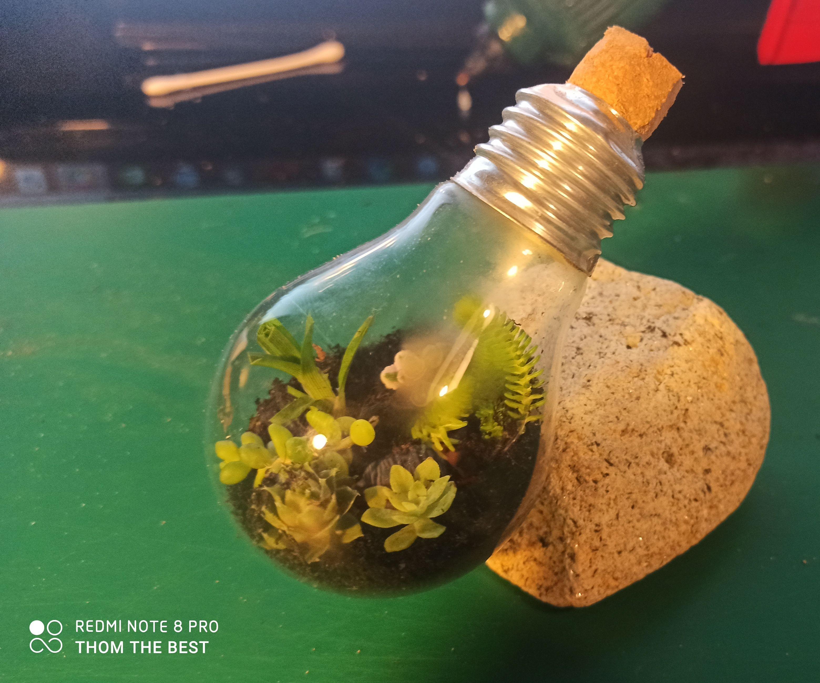 Terrarium Autonome Avec De La Récupération (une Vieille Ampoule Et Bouchon De Liège)