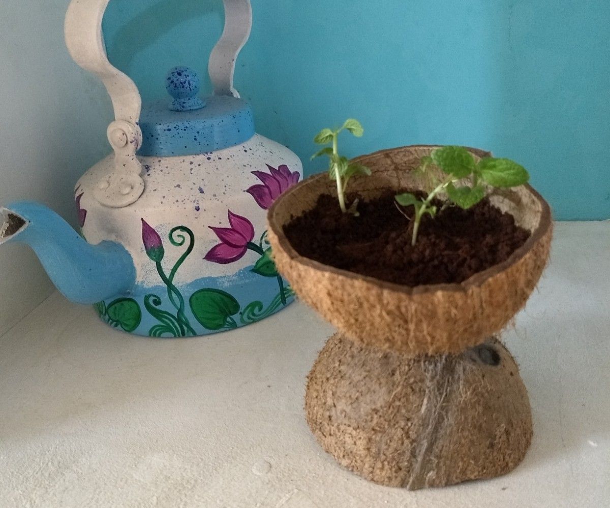 Planter Made From Used Coconut