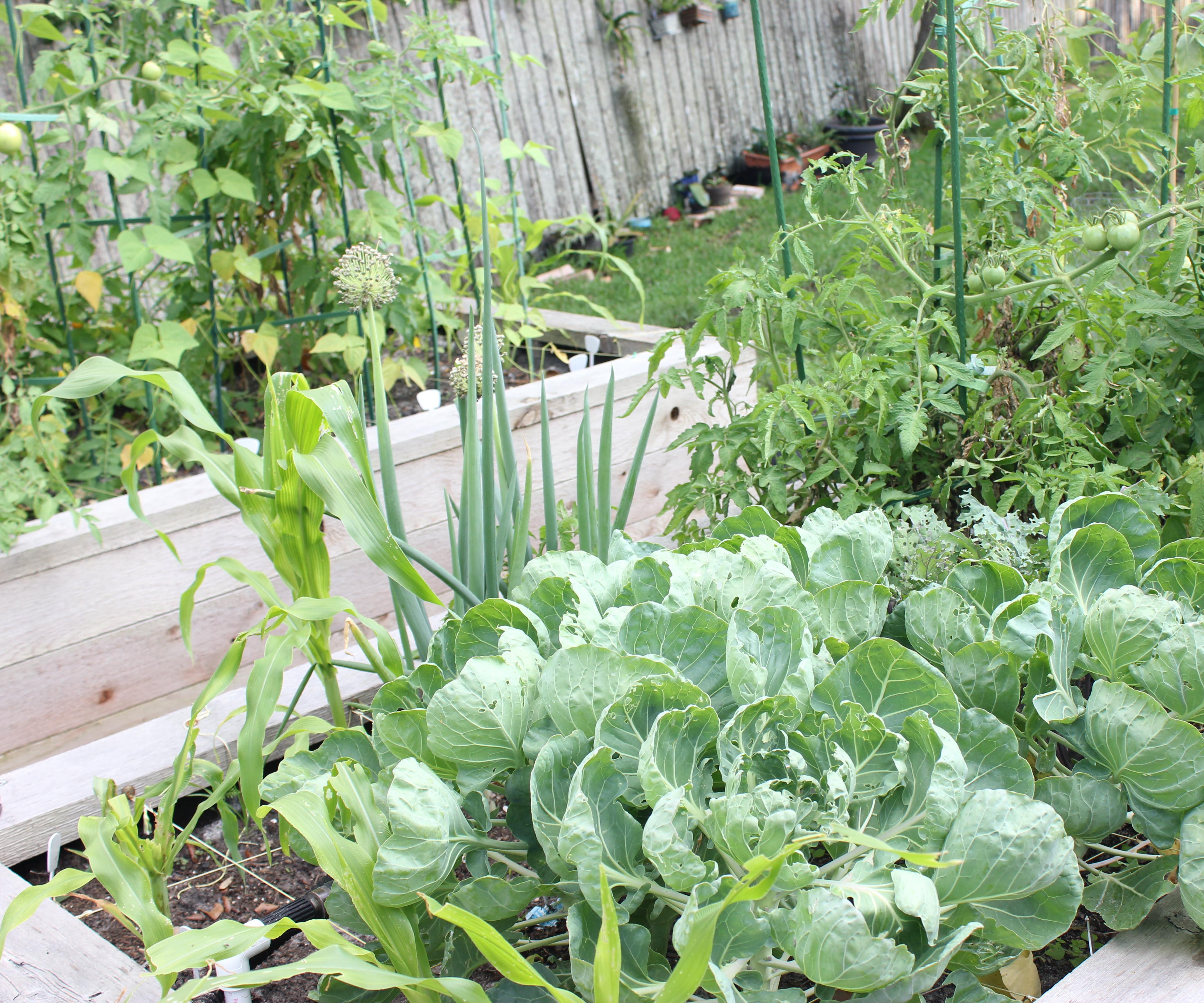 Water Your Garden (or Anything) for Free