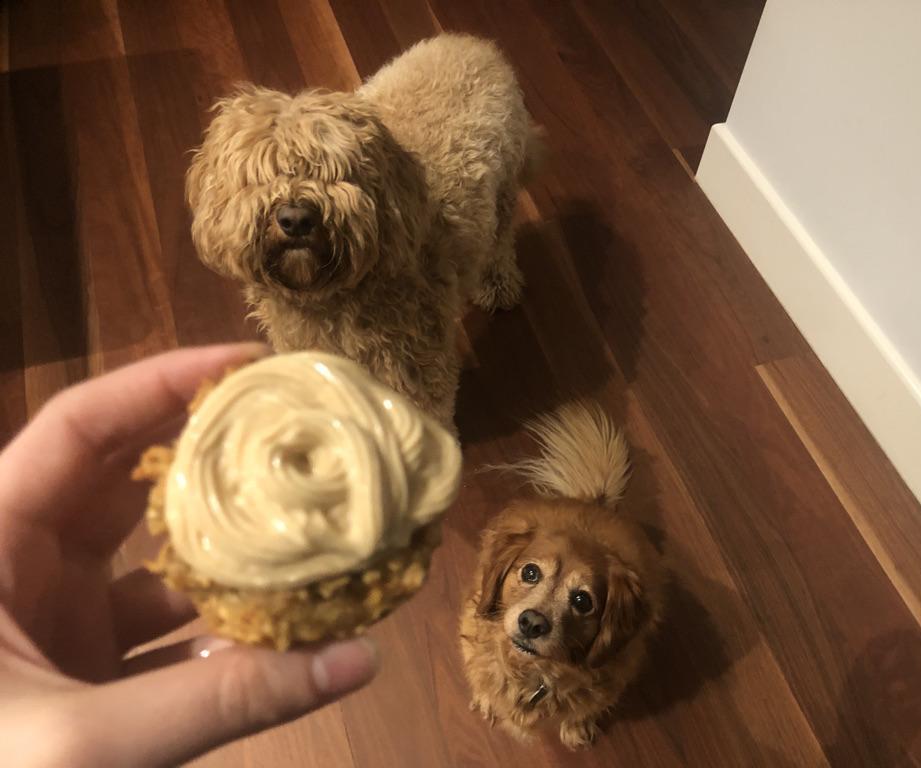 Teddy's Favourite Pupcakes
