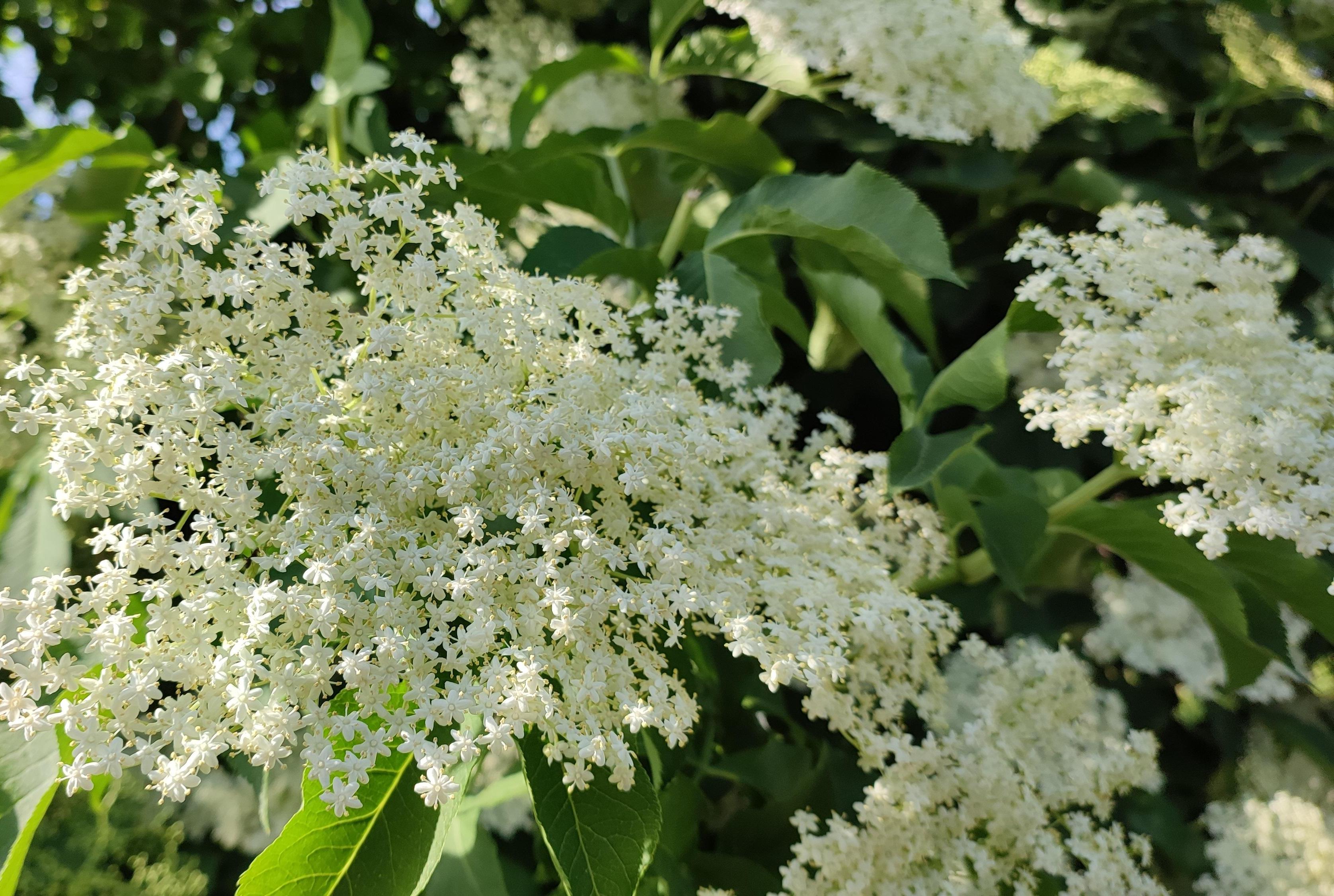 Homemade Elderflower Syrup