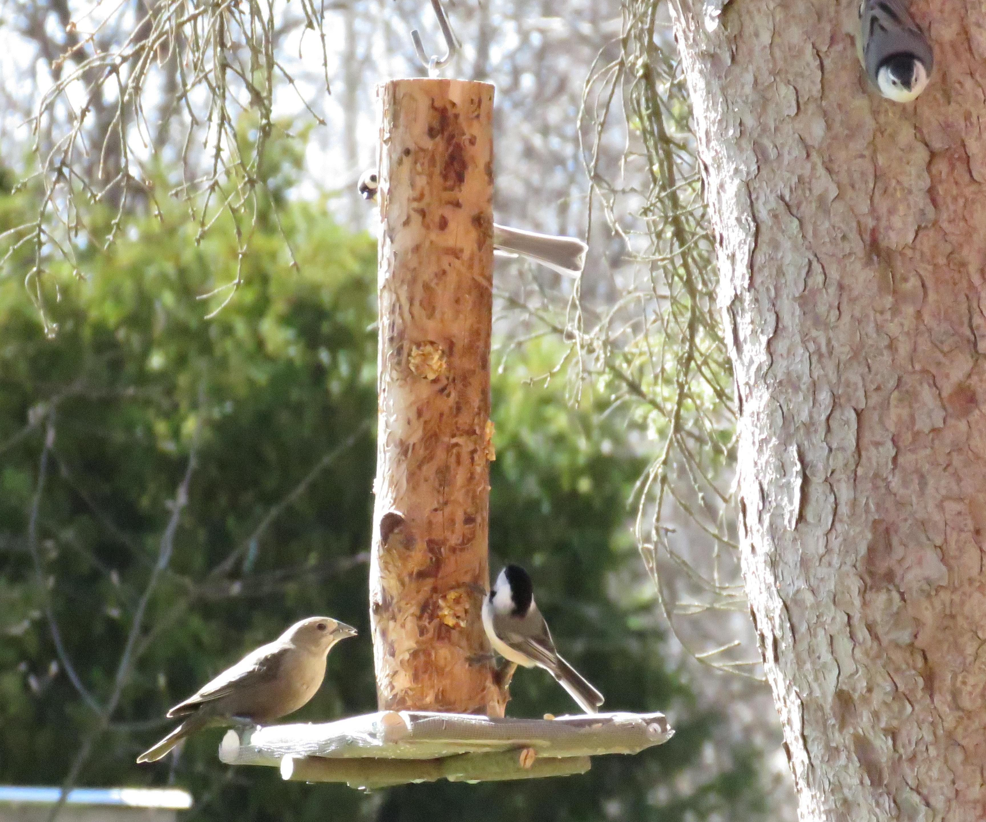 Rustic Garden Bird Feeder