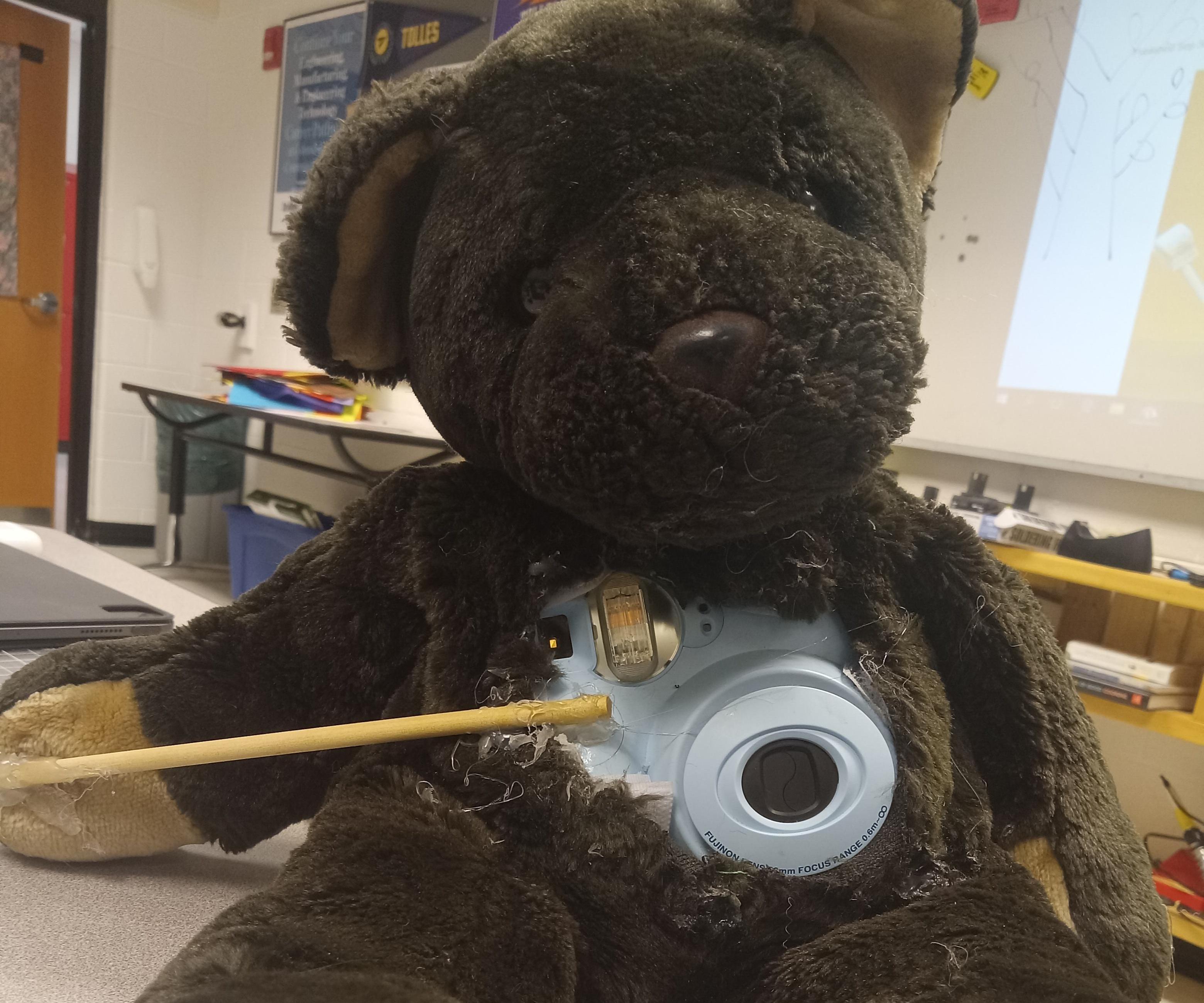 A Picture Taking Bear