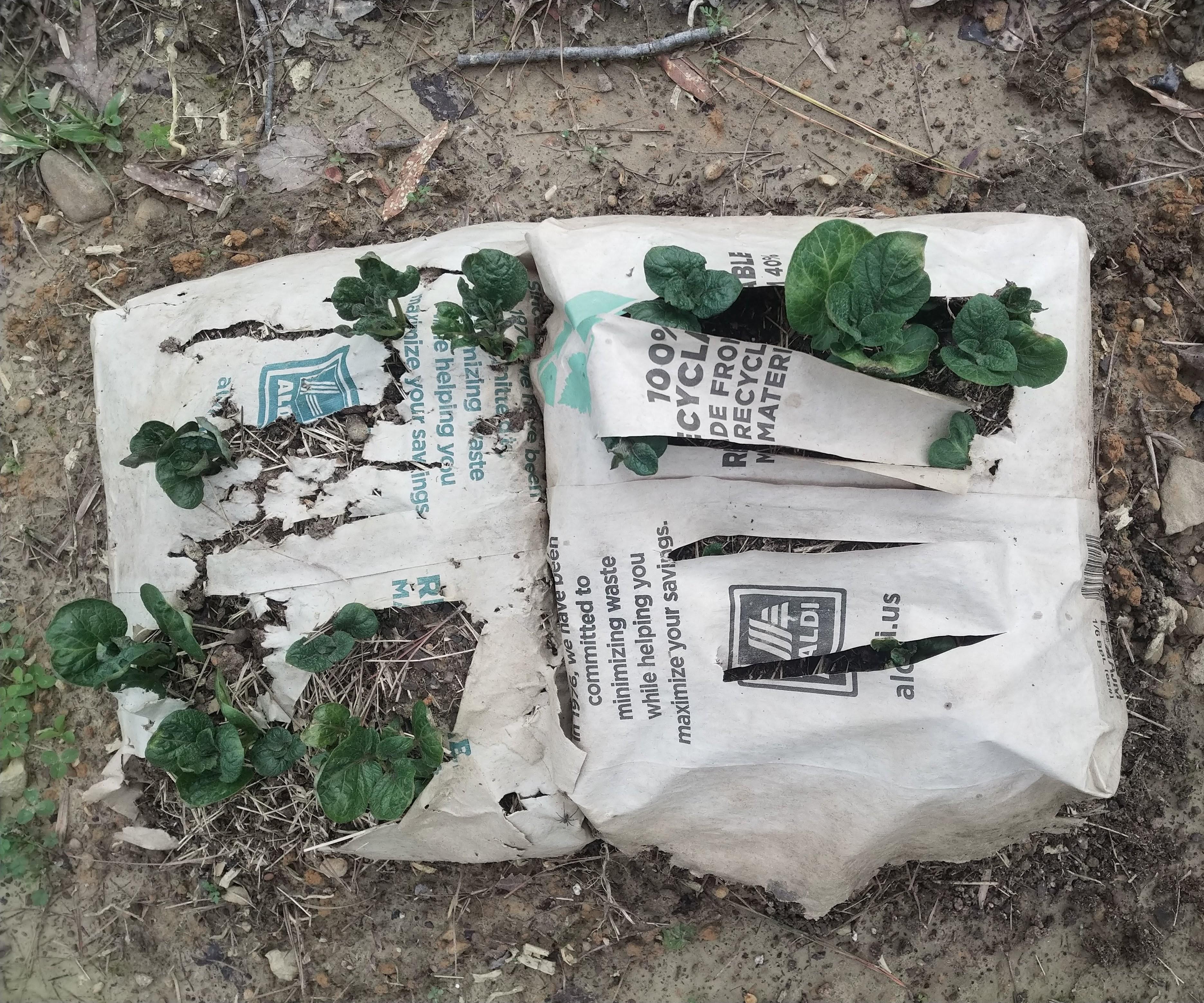 Growing Paper Bag Potatoes