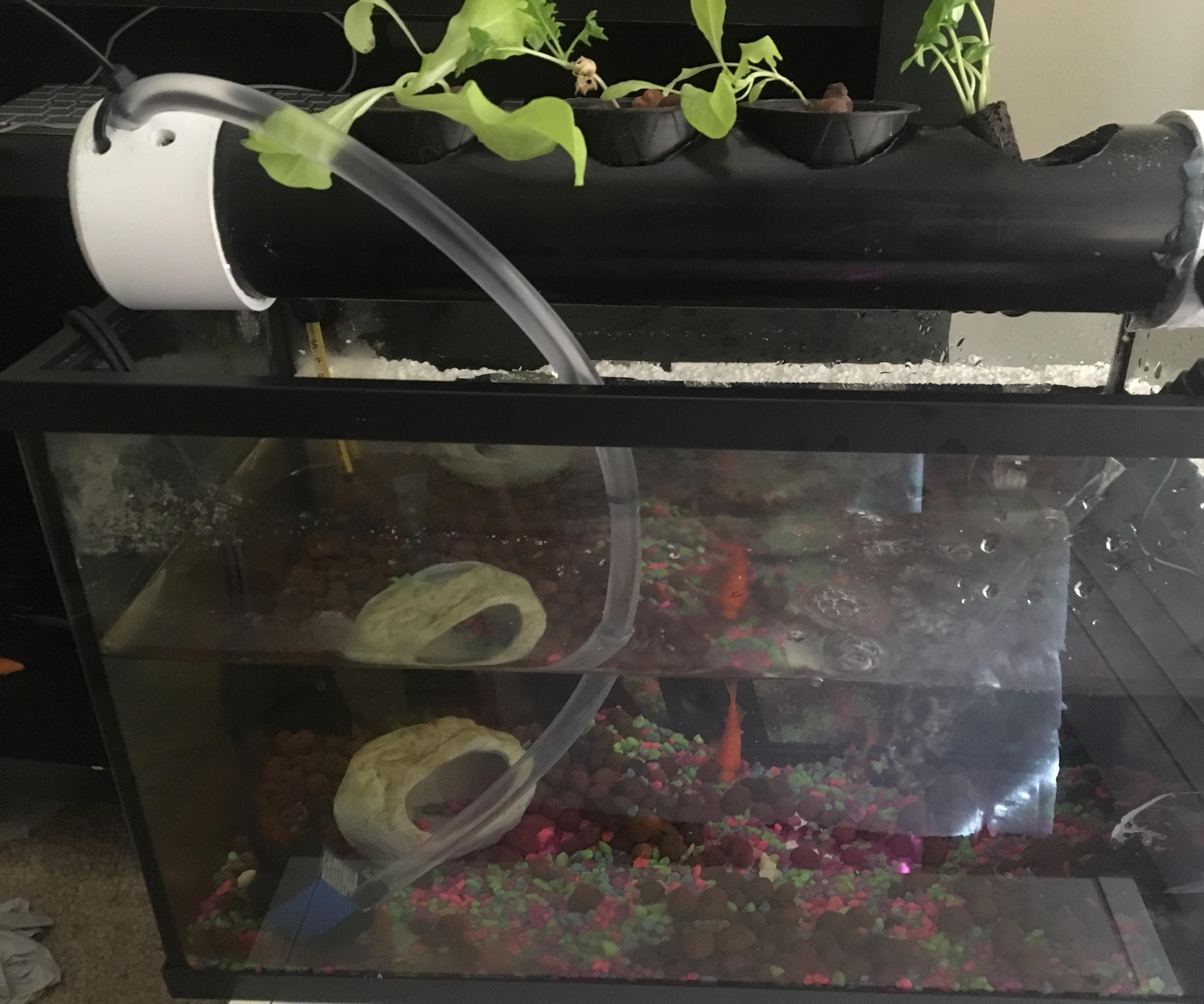 Aquaponics for 10 Gallon Fish Tank
