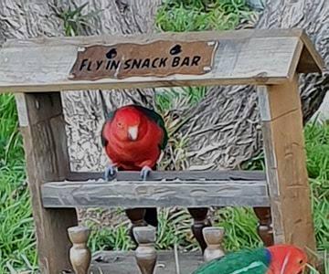 How to Make a Bird Feeder Bar