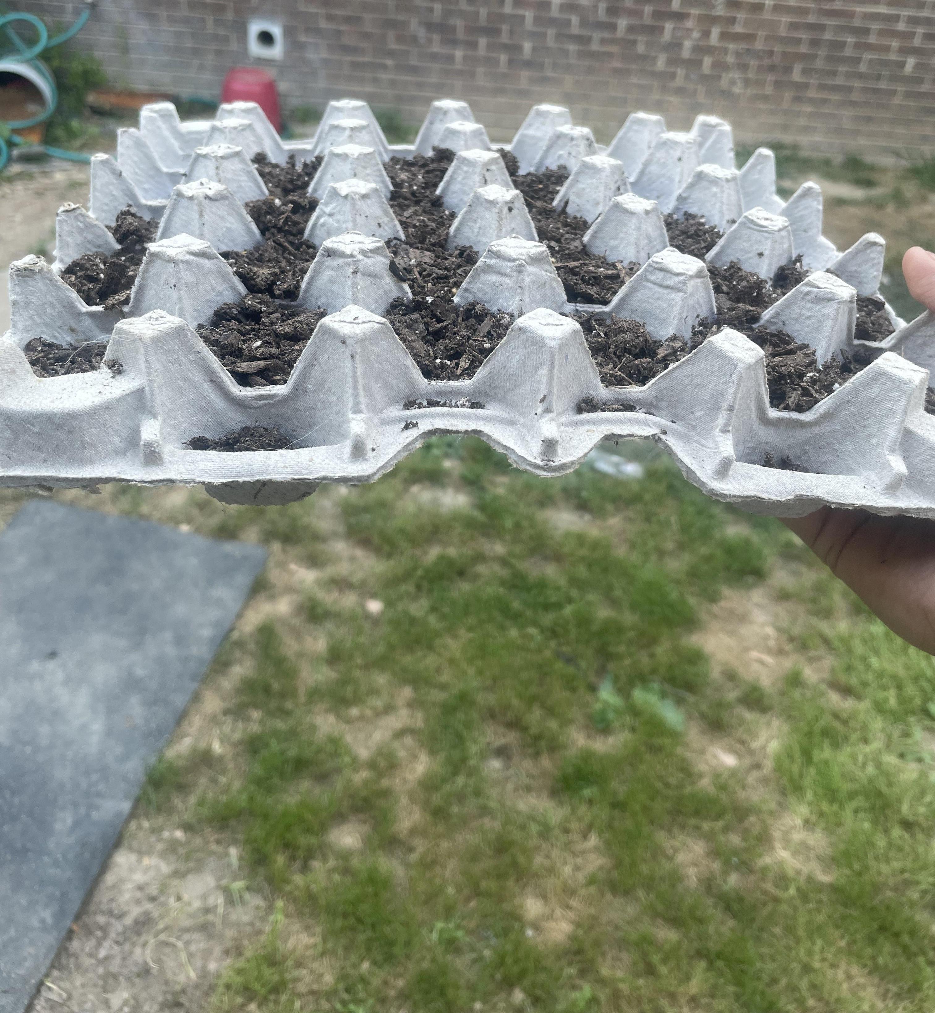 Egg Carton Plant Bed