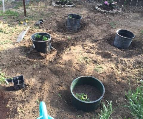 Gopher-Proof Tomatoes