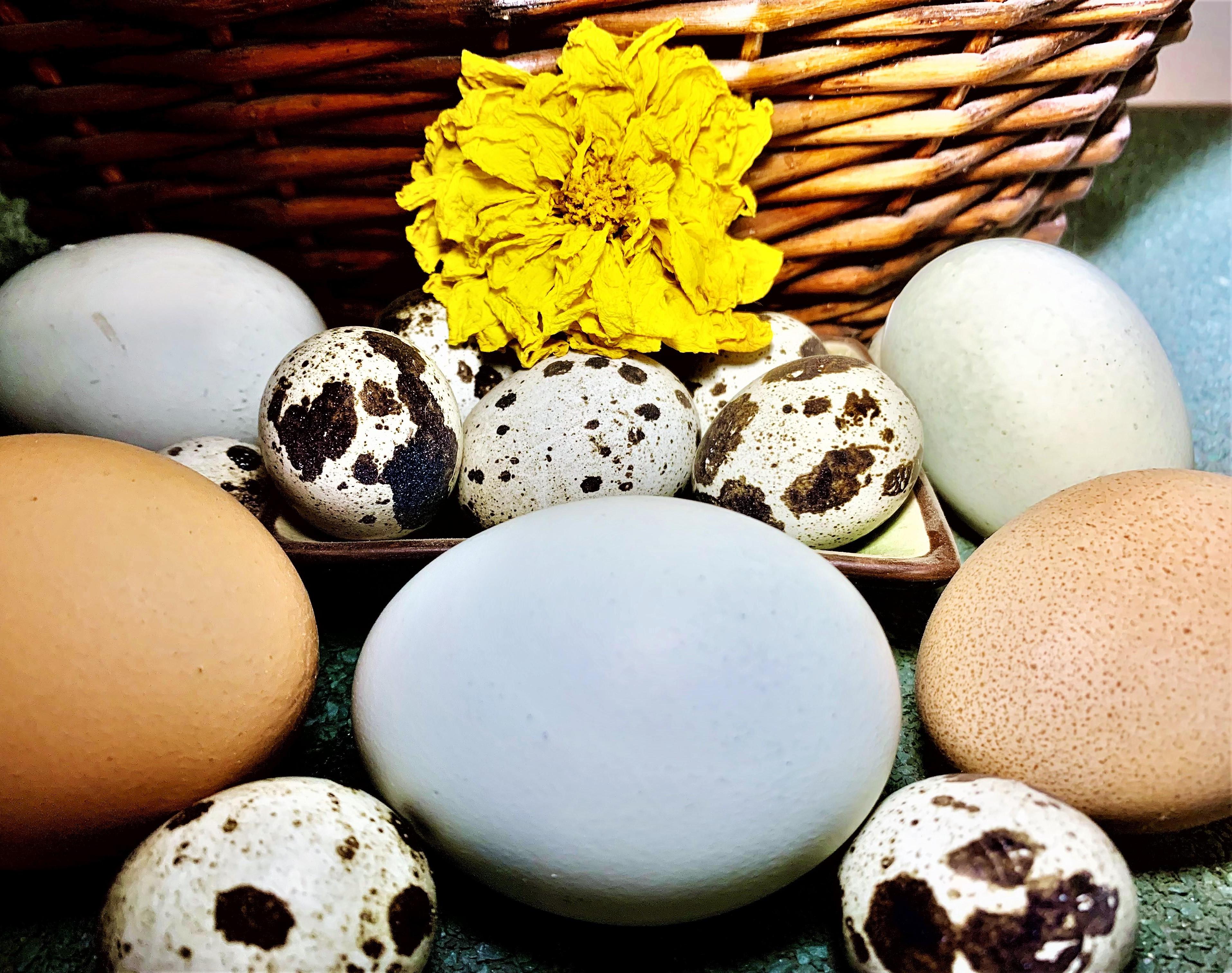 How to Check If Your Eggs Are Fresh