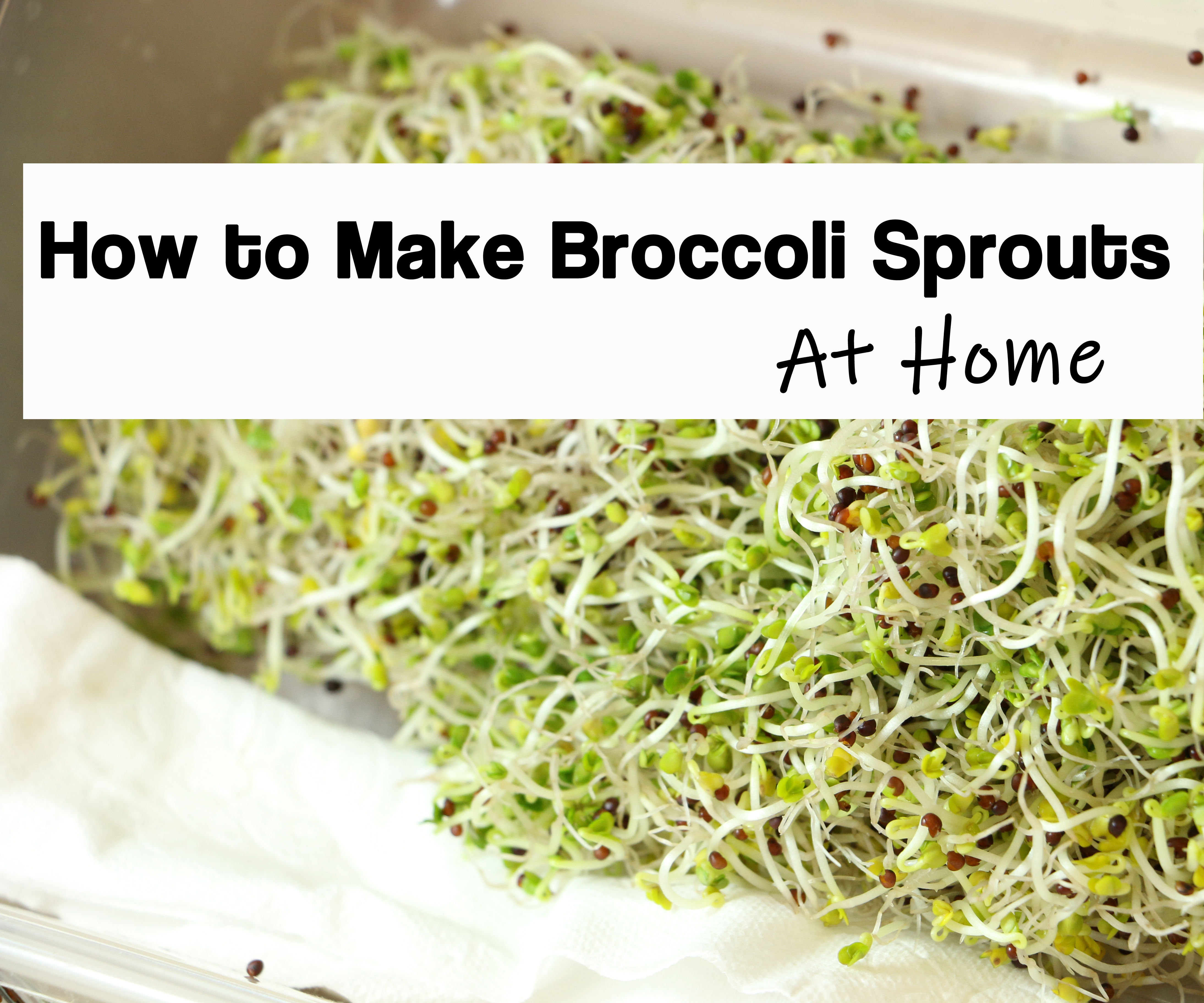 How to Grow Broccoli Sprouts in a Jar