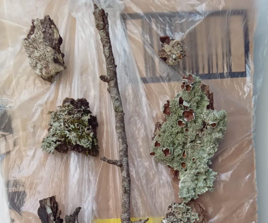 DIY Cheap Lichen Rescue/Growing Display From Trash! Outdoor AND Indoor Approved!