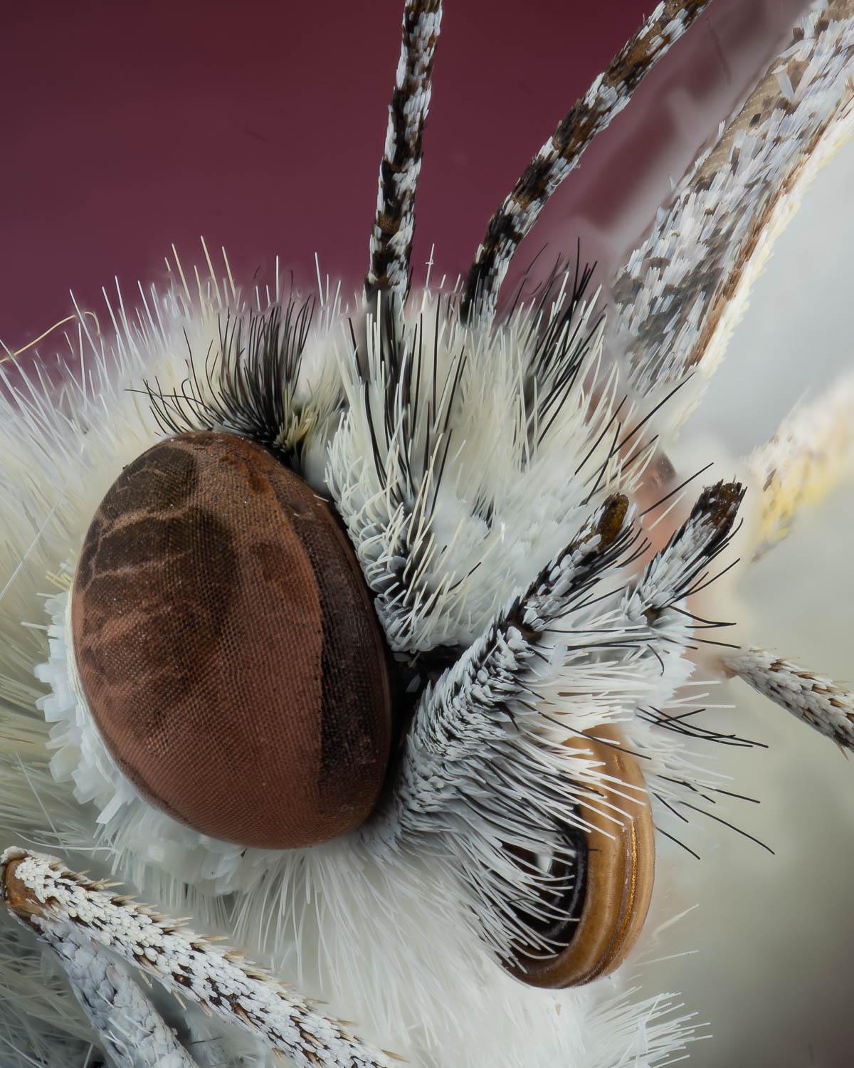 Starship Light Tunnel Diffuser